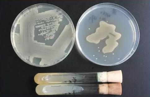 经验分享|冻干菌种复苏操作