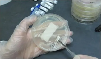 药学和食品学研究生产中菌种复苏传代、接种使用